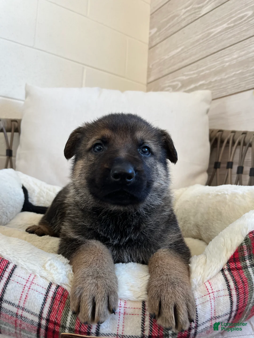 German Shepherd dogs for sale: Marlow - Ad 5