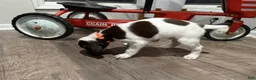 German Shorthaired Pointer dogs for sale: Toby - Ad 4