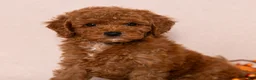 Miniature Poodle dogs for sale: Nala - Ad 5