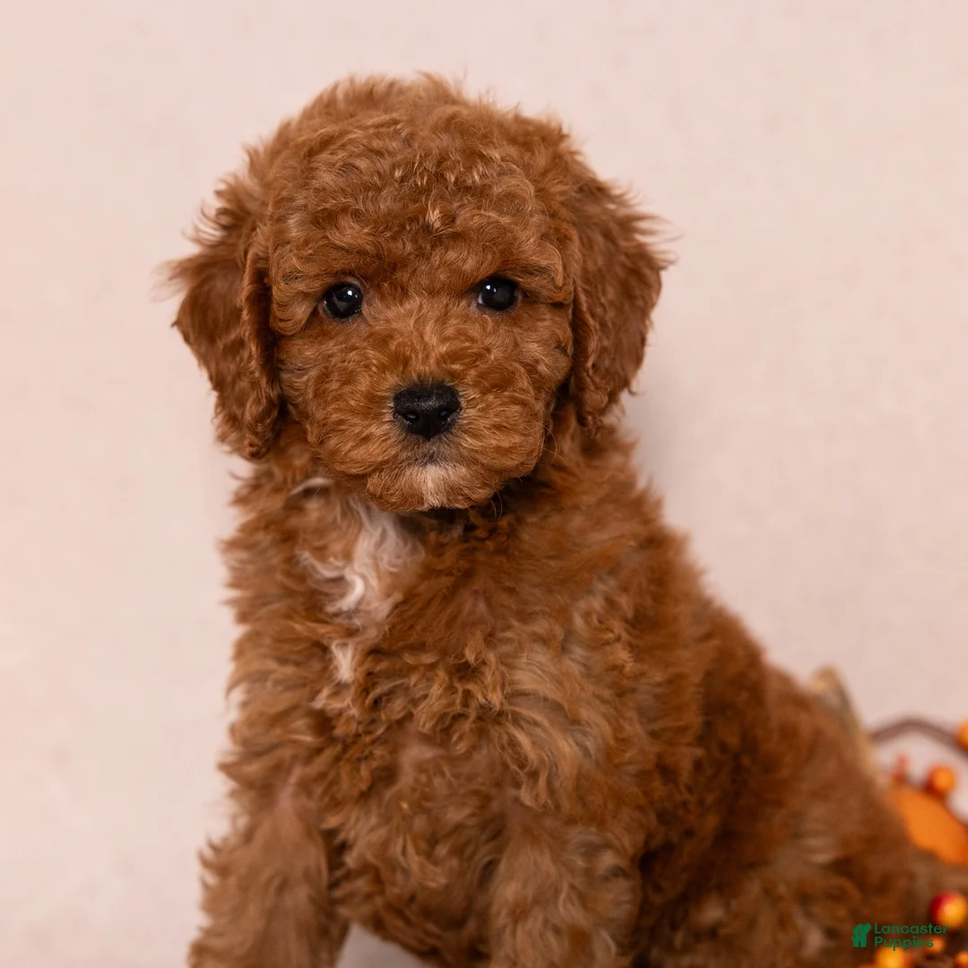 Miniature Poodle dogs for sale: Nala - Ad 5