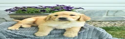 Golden Retriever dogs for sale: Taytum  - Ad 5