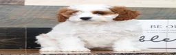 Cavapoo dogs for sale: Tina - Ad 2