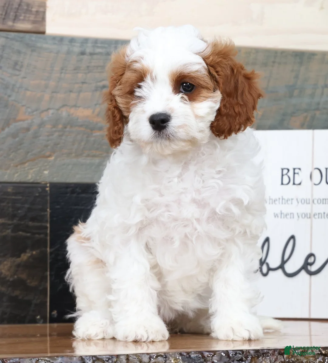 Cavapoo dogs for sale: Tina - Ad 2