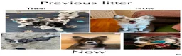 Mixed Breed dogs for sale: PopTart - Ad 11