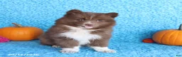 Pomsky dogs for sale: Ranger - Ad 4