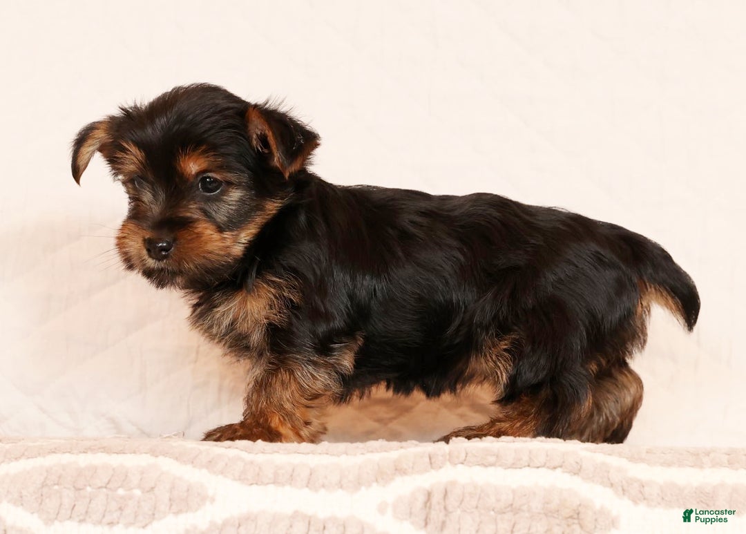 Yorkshire Terrier dogs for sale: Carmel - Ad 3