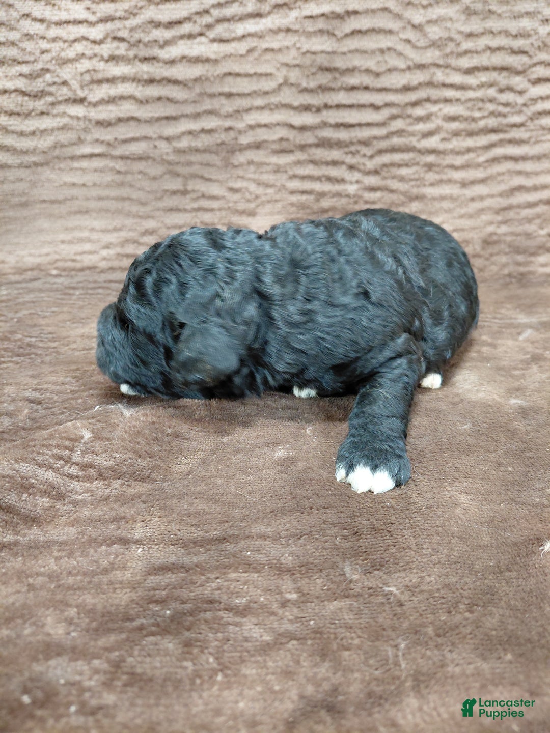 Mini Bernedoodle dogs for sale: Atlas - Ad 6