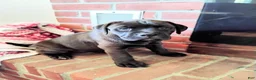 Boxador dogs for sale: Peanut - Ad 4