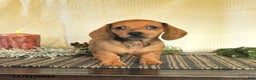 Dachshund dogs for sale: Roxie - Ad 4