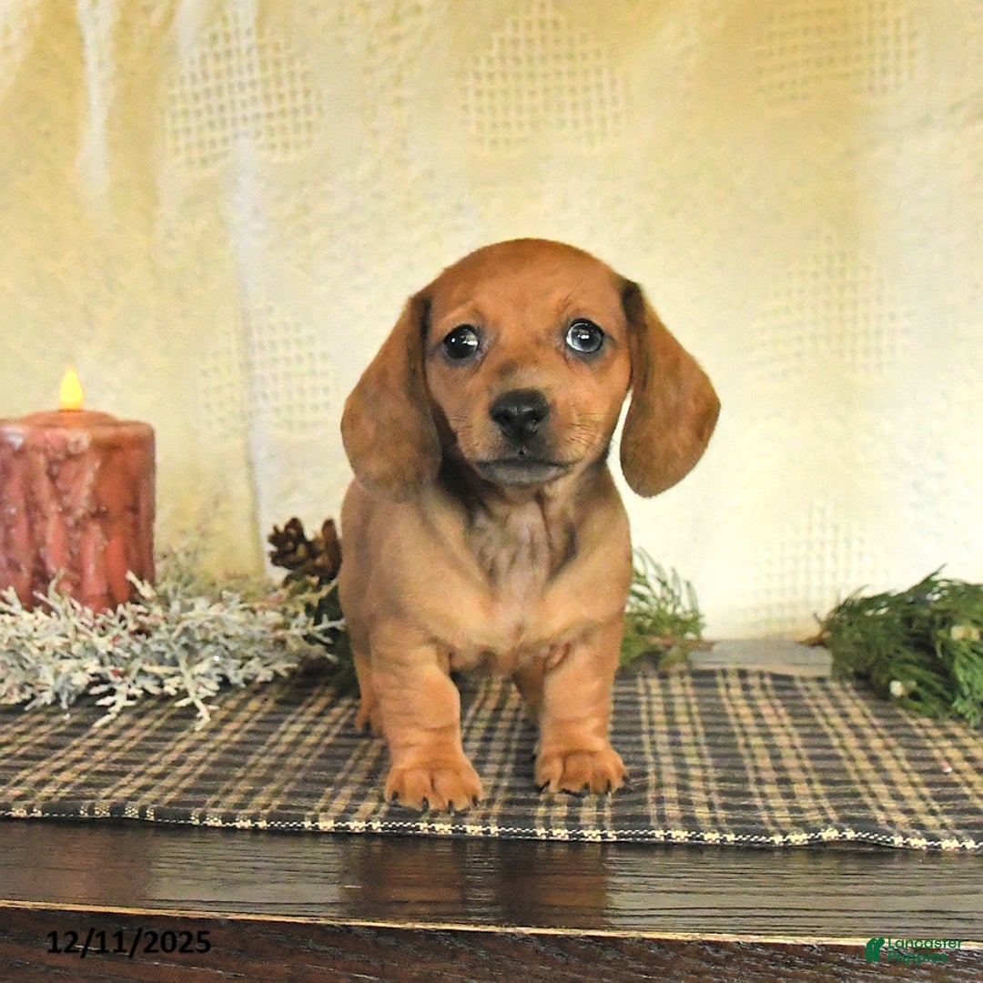 Dachshund dogs for sale: Roxie - Ad 4