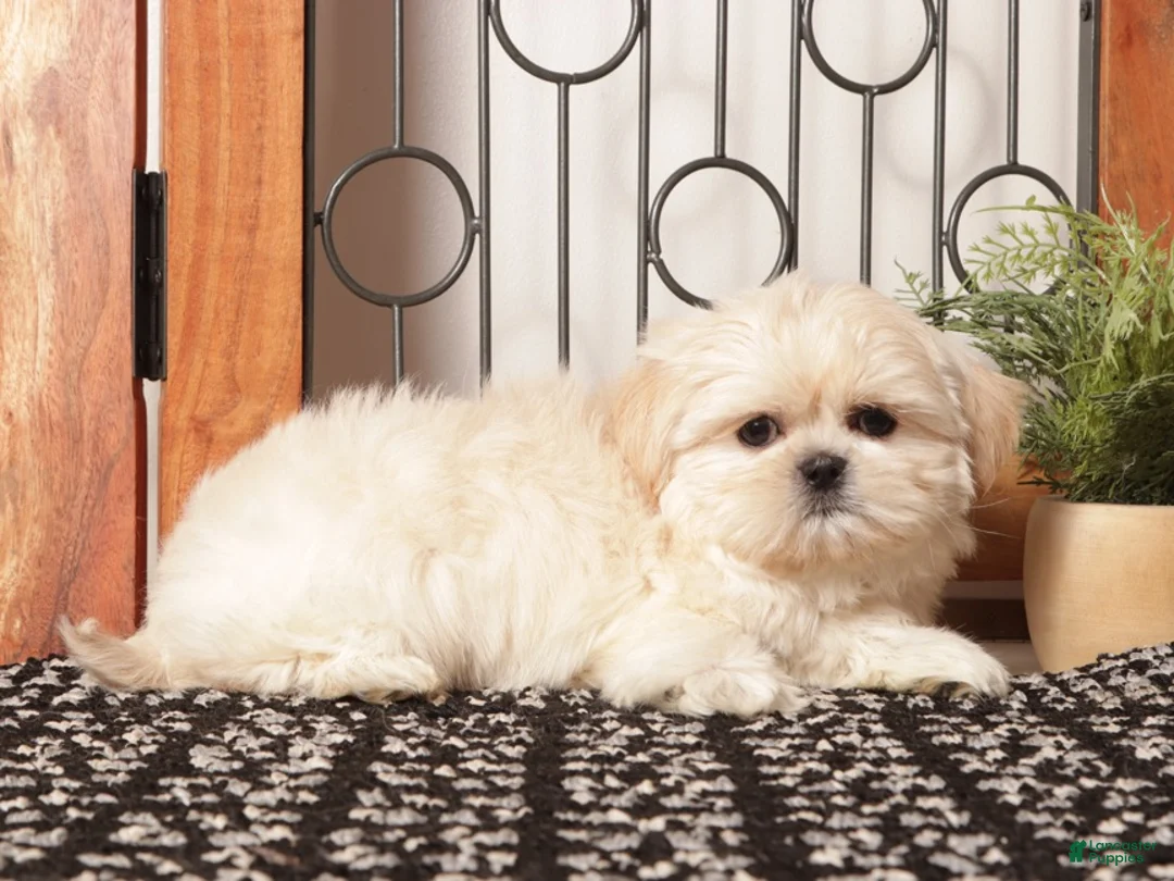 Shih Tzu dogs for sale: Gil Spunky Little Shihtzu - Ad 1