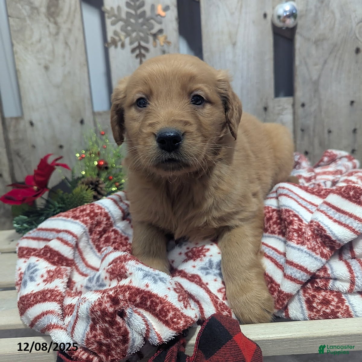 Golden Retriever dogs Peppermint - Ad 15