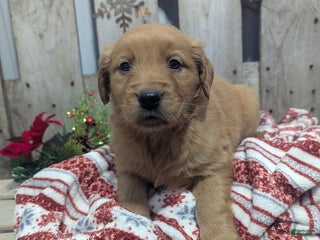 Golden Retriever dogs Peppermint - Ad 6