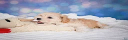 Maltipoo dogs for sale: Maggie - Ad 17