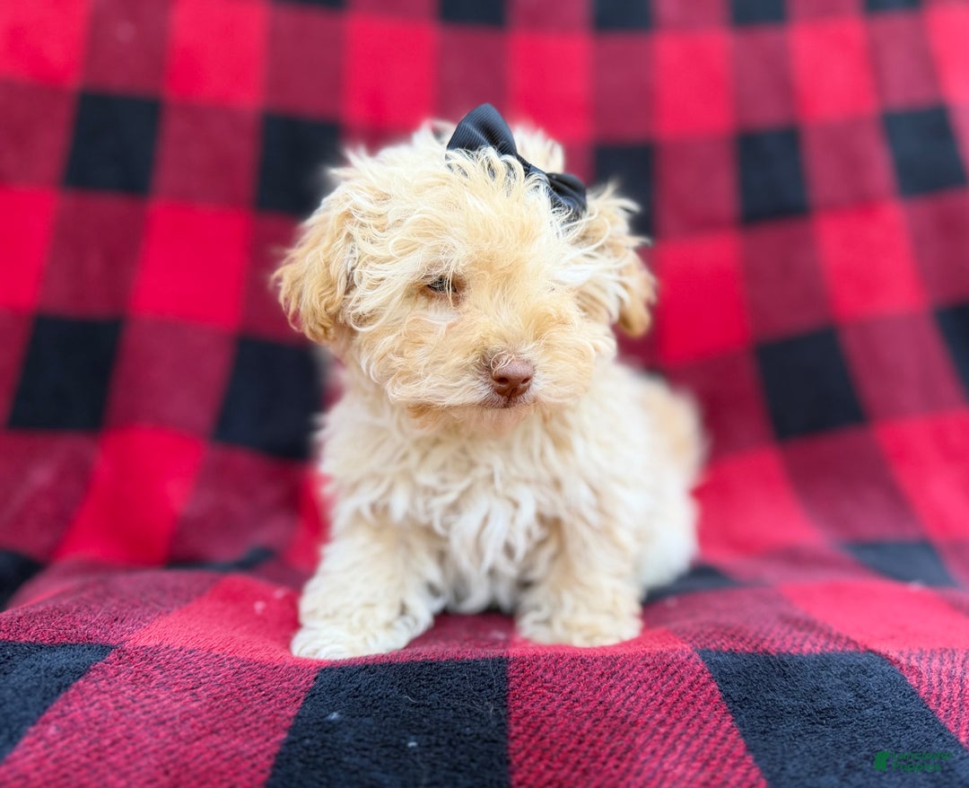 Havapoo dogs for sale: Hope - Ad 8