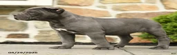 Cane Corso dogs for sale: Kiki - Ad 5