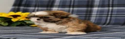 Shih Tzu dogs for sale: Becka - Ad 5