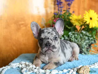 French Bulldog dogs for sale: Pearl - Ad 1