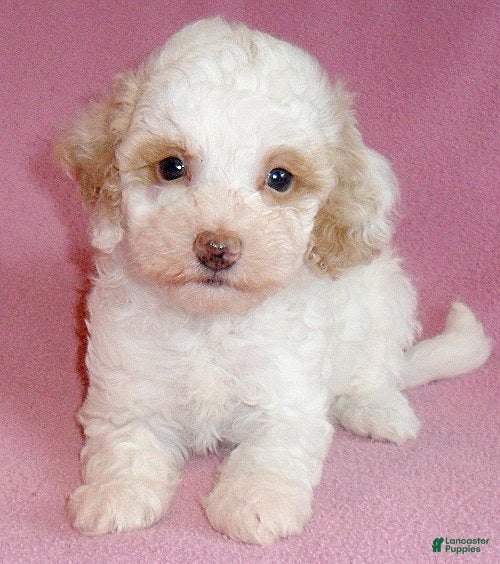 Miniature Poodle dogs Lola - Ad 2