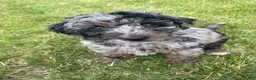 Labradoodle dogs for sale: Shadow - Ad 19