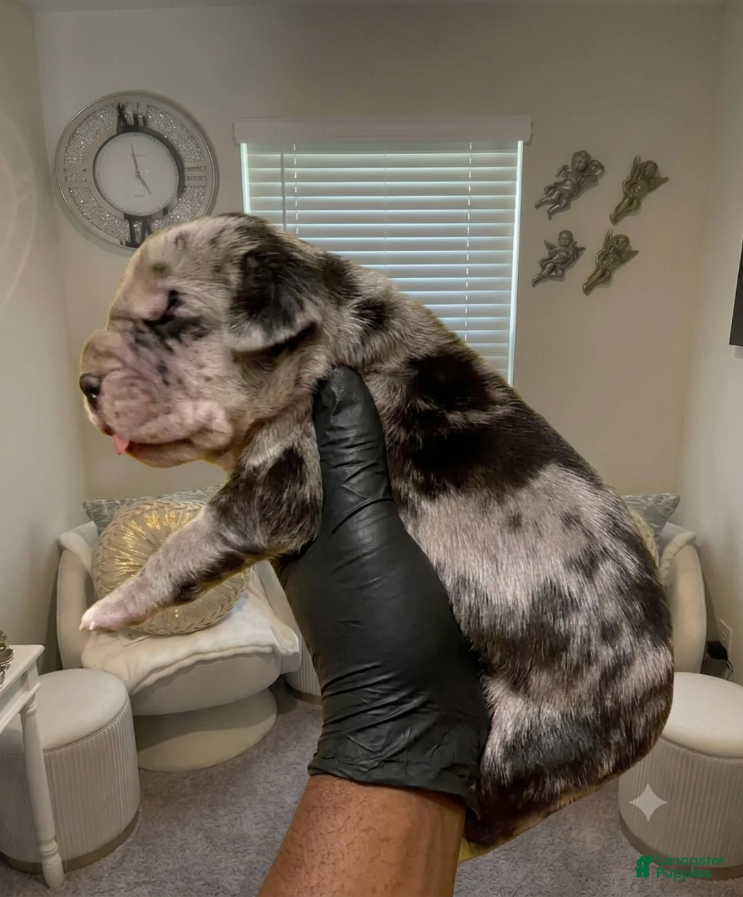Great Dane dogs for sale: Rhythm & Soul's Heart of Soul Coco Jones - Ad 2