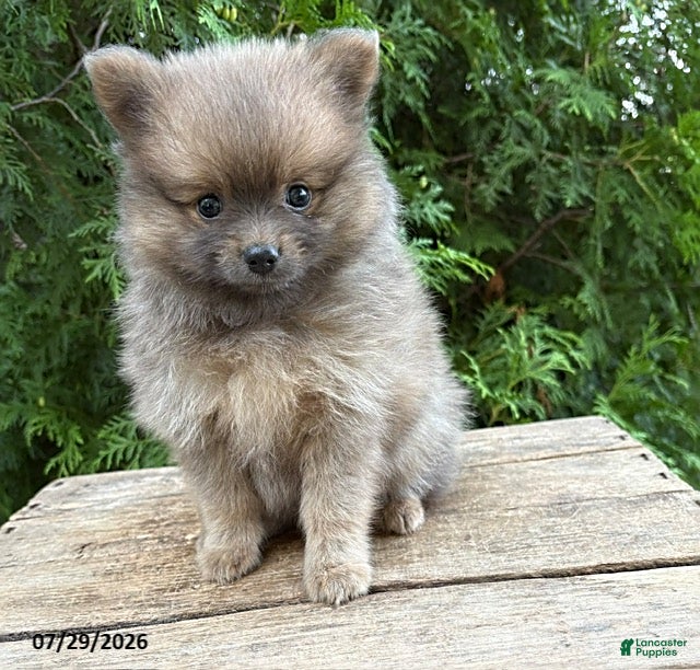 Pomeranian dogs Zeke - Ad 2