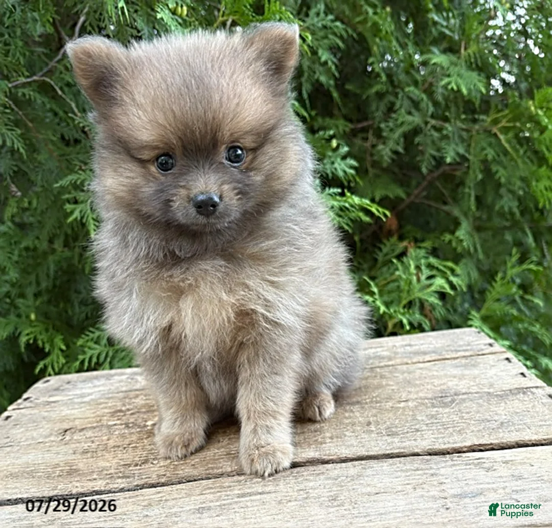 Pomeranian dogs for sale: Zeke - Ad 2