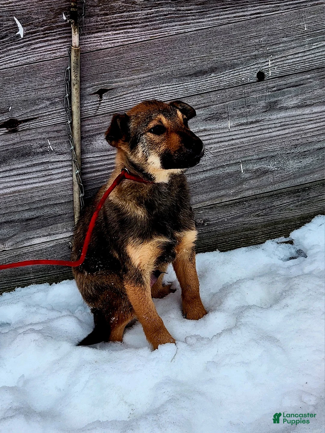 Gerberian Shepsky dogs for sale: Gerberian Shepsky Puppy 1 - Ad 3