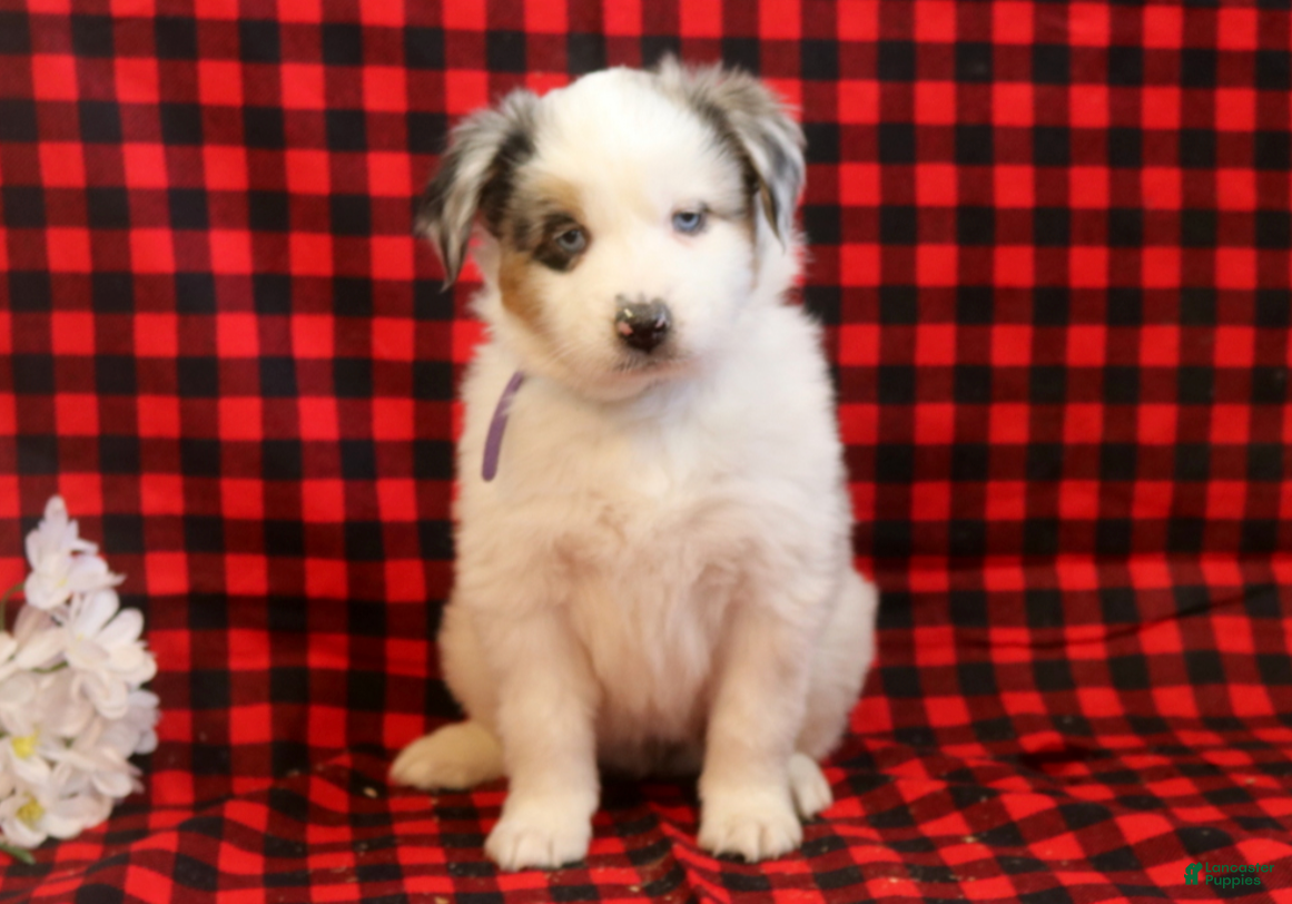 Miniature Australian Shepherd dogs Lilly - Ad 1