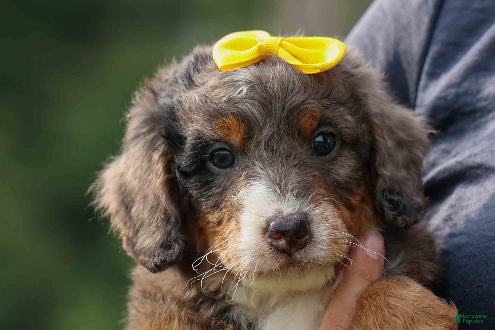 Mini Bernedoodle dogs Jasper 🐾 🦴 - Ad 2
