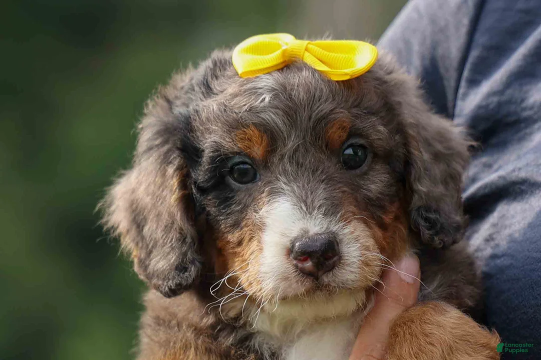 Mini Bernedoodle dogs for sale: Jasper 🐾 🦴 - Ad 2