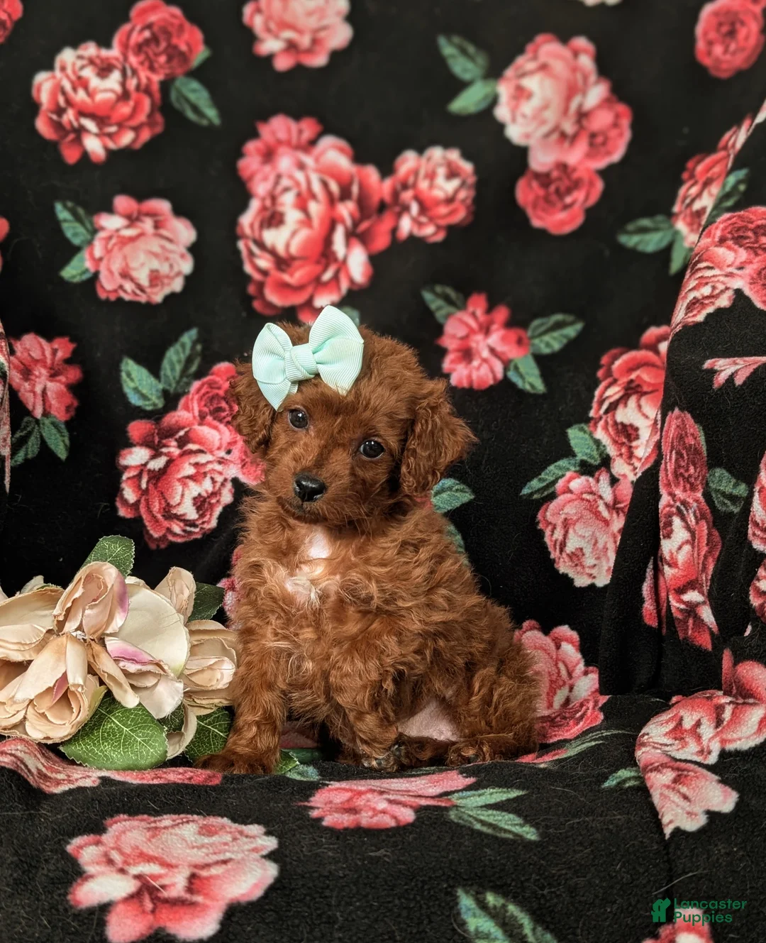Cockapoo dogs for sale: Hayley Hypoallergenic - Ad 4