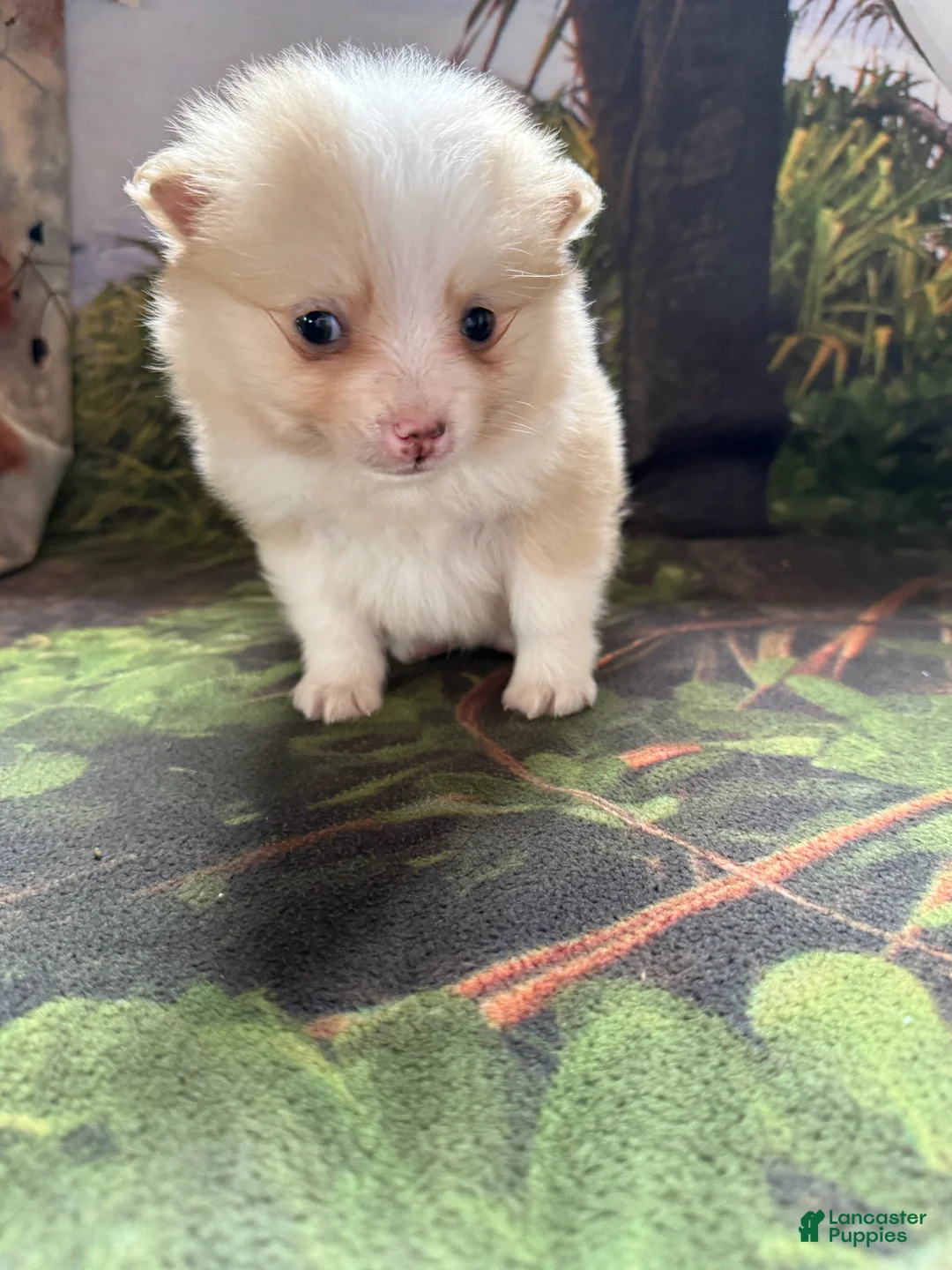 Pomeranian dogs for sale: Ryan - Ad 10