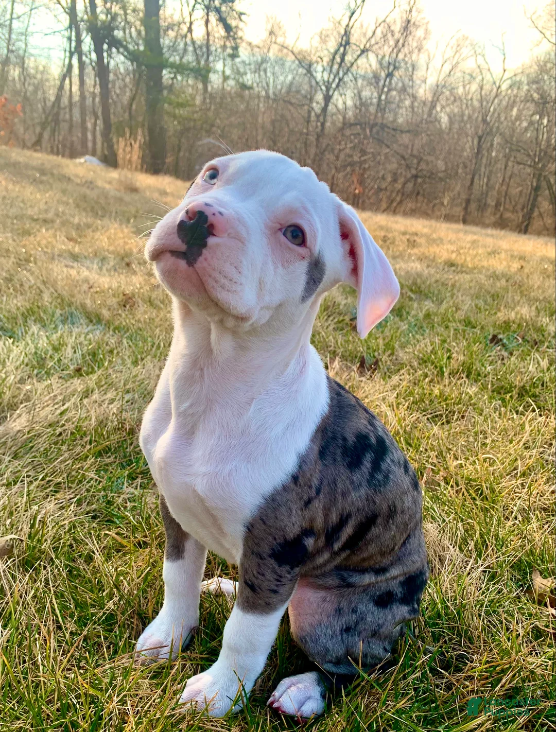 Mixed Breed dogs for sale: Lillith - Ad 1