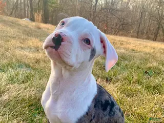 Mixed Breed dogs Lillith - Ad 5