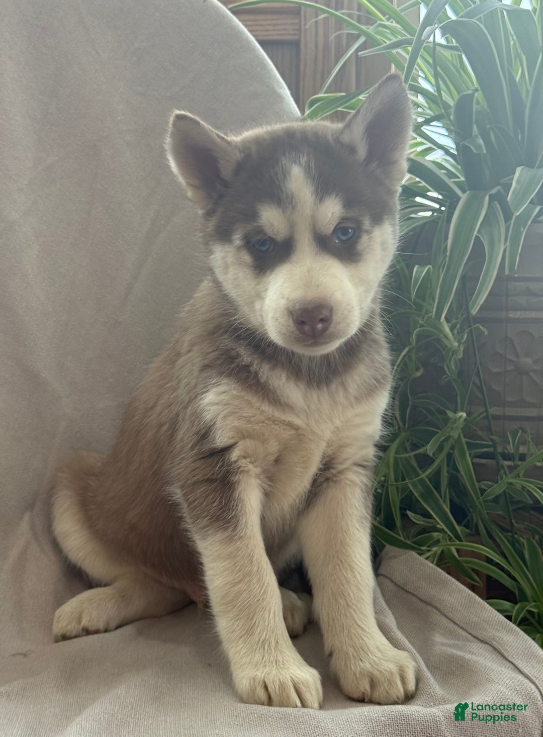 Siberian Husky dogs for sale: Leo - Ad 7
