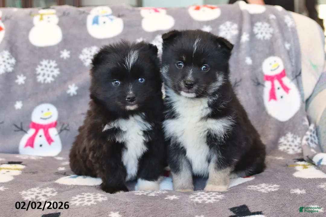 Pomsky dogs for sale: Ivy - Ad 2