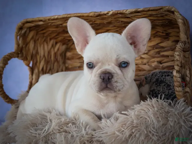 French Bulldog dogs for sale: Tulip🩷 - Ad 1