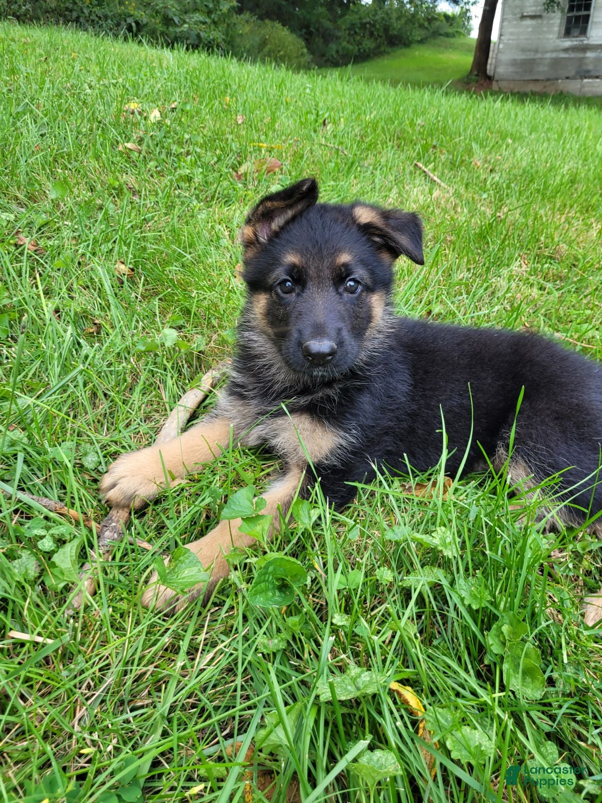 German Shepherd dogs Jack - Ad 2
