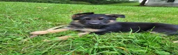 German Shepherd dogs for sale: Jack - Ad 2