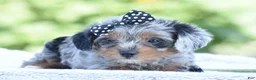 Yorkiepoo dogs for sale: Arik - Ad 5