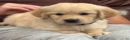 Golden Retriever dogs for sale: Golden Retriever 5 - Ad 5