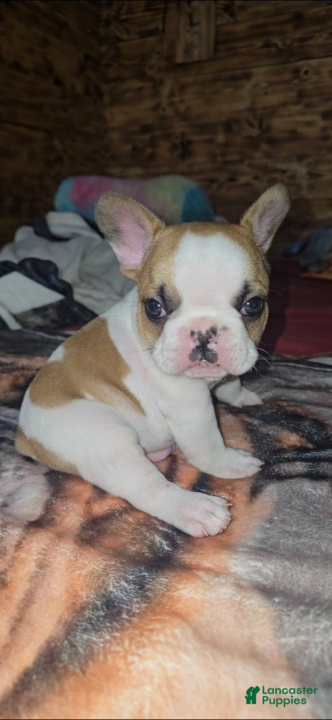 French Bulldog dogs for sale: French Bulldog Puppy 1 - Ad 8