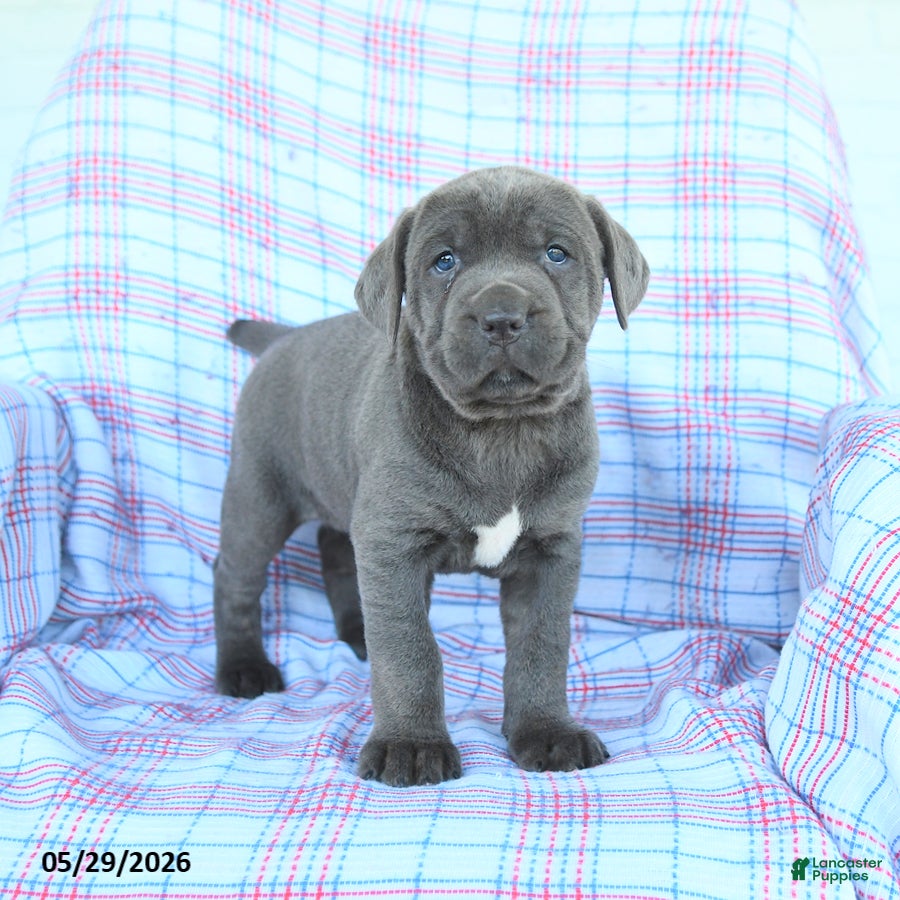 Cane Corso dogs Lucy - Ad 1