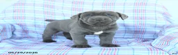 Cane Corso dogs for sale: Lucy - Ad 1