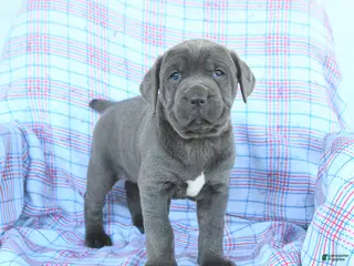 Cane Corso dogs for sale: Lucy - Ad 3