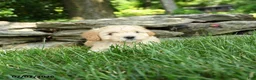 Maltipoo dogs for sale: Sandy - Ad 4