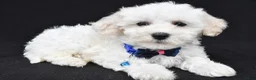 Maltipoo dogs for sale: Brent - Ad 2