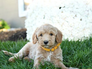 Goldendoodle dogs - Ad 17