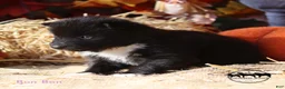 Nenets Herding Laika dogs for sale: Bon Bon - Ad 1